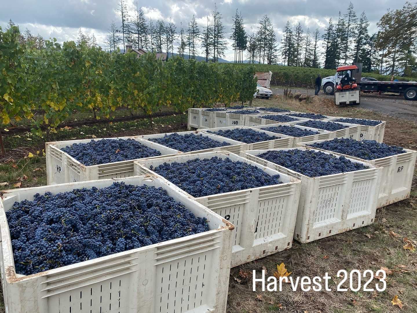 Pinot noir grapes set in their crates ready to be transported. 🍇🚛
#chvharvest23