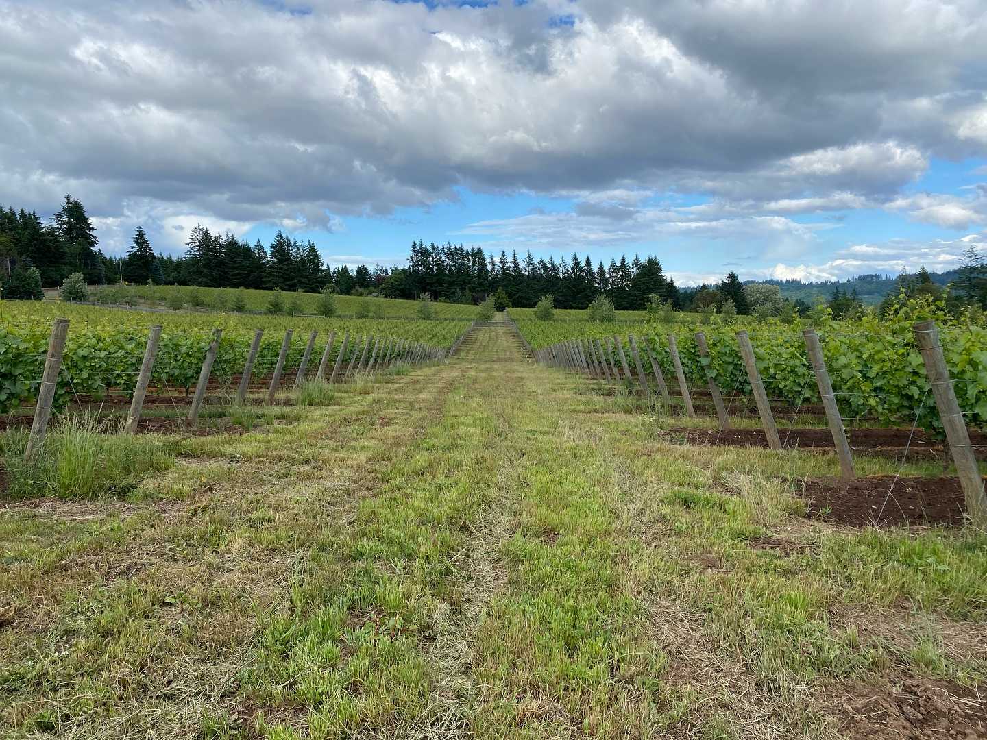 Walking among the vines never gets old!